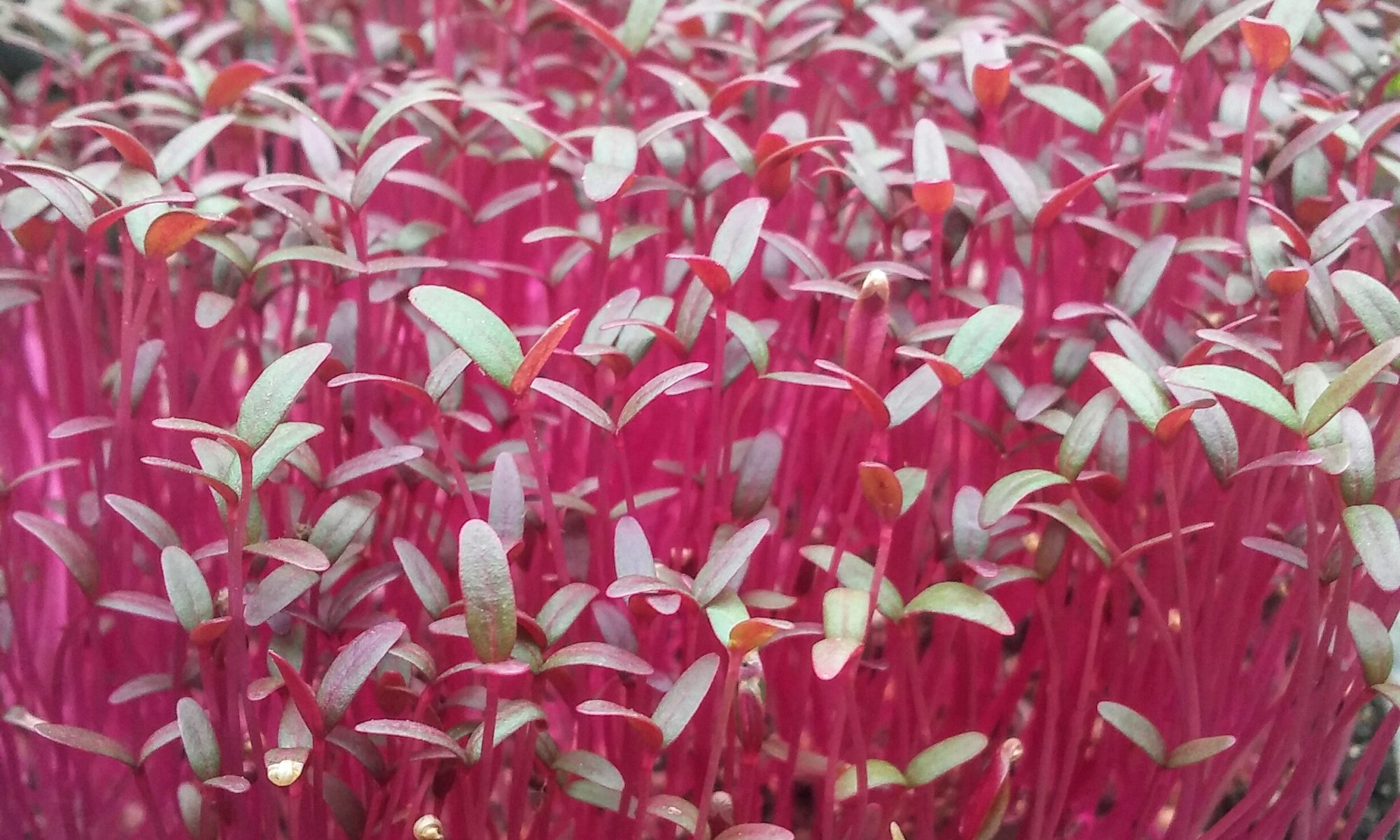 Micro Red Amaranth Fish Holler