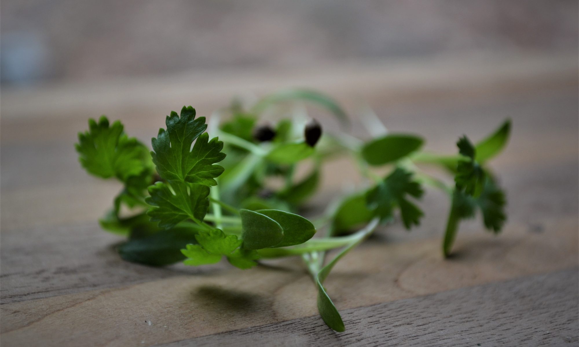 Micro Cilantro, 8 ounces Fish Holler